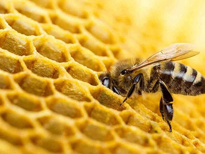 56151c99ec644c82a6173c577f02bb25 - از خودگذشتگی متحیرکننده زنبورها، دانشمندان را گیج کرد