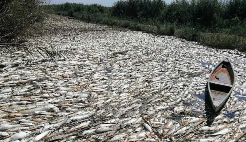 7a763ea01045fd6bbe9be20fa045d43a - مرگ جمعی ماهیان رودخانه فرات عراق