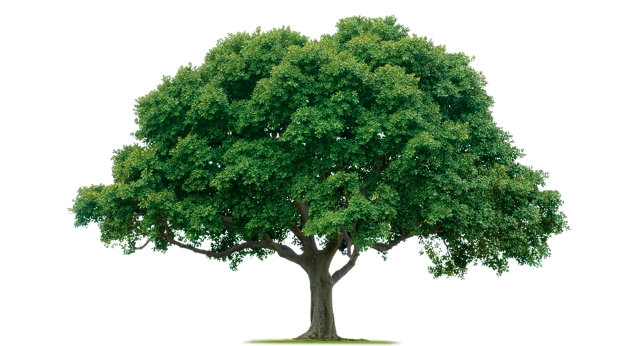 f30b79bb3bc0d1e700cc71e9d0342425 - معناشناسی درخت در عرفان کابالا